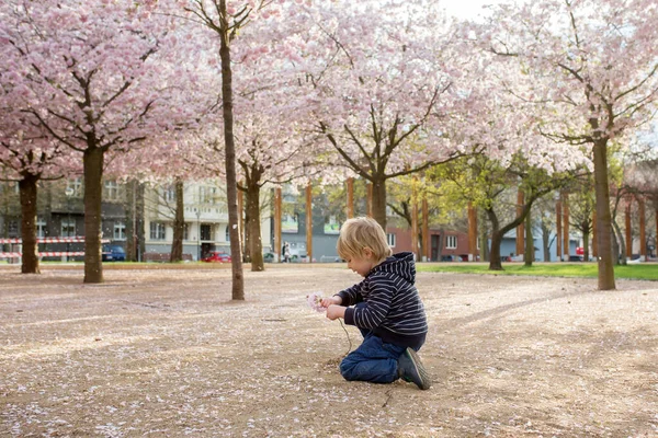 Słodkie Dziecko Chłopiec Bawiący Się Szczęśliwie Różowym Kwitnącym Ogrodzie Sacura — Zdjęcie stockowe
