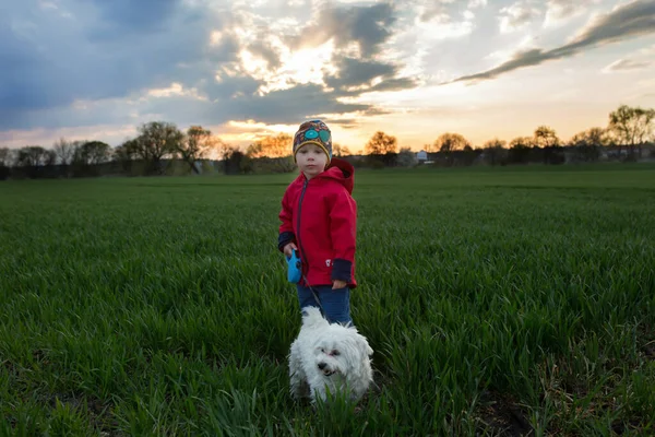 Cute Toddler Child Boy Maltese Dog Park Running Field Sunset — Stock Photo, Image