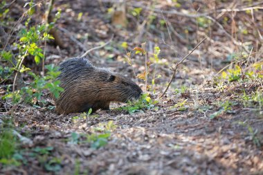 Nutria hayvanı, yeşil çimenlerde gölün yanında küçük besin parçaları yiyor.