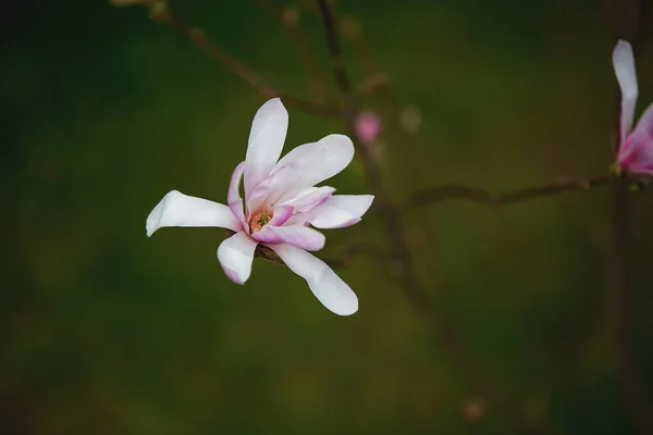 Hermosa Flor Magnolia Sobre Fondo Verde —  Fotos de Stock