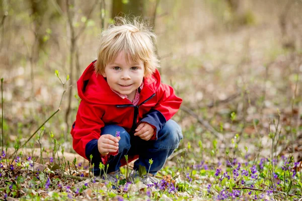 Malé Dítě Chlapec Sbírá Divoké Fialové Jarní Květiny Lese — Stock fotografie