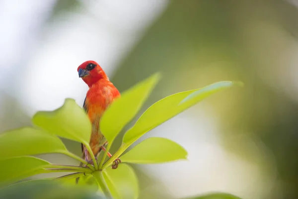 Red Fody Called Foudia Madagascariensis Siting Branch Tree — стоковое фото