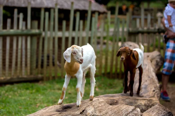 Pequenas Cabras Quinta Dos Miúdos Pessoas Desfrutando Dia Uma Fazenda — Fotografia de Stock