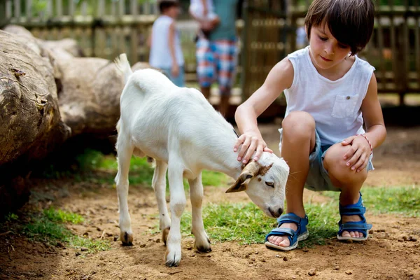 Preschool Boy Petting Little Goat Kids Farm Cute Kind Child — Stock Photo, Image