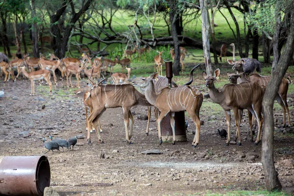 Antilopes Impala Herde Auf Einem Feld Auf Mauritius — Stockfoto