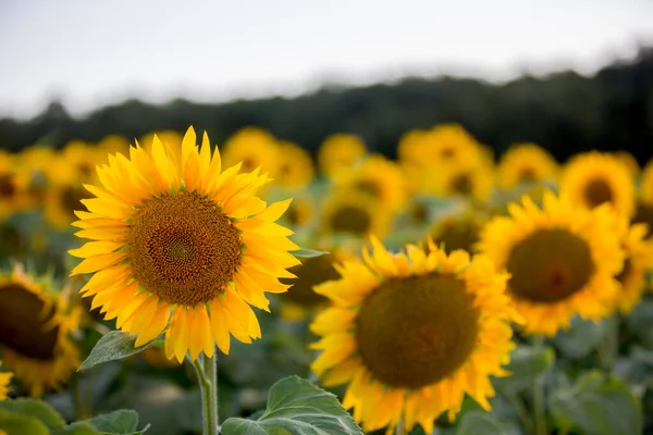 Little Toddler Boy Child Sunflower Field Playing Big Flower Sunset — Stock Photo, Image