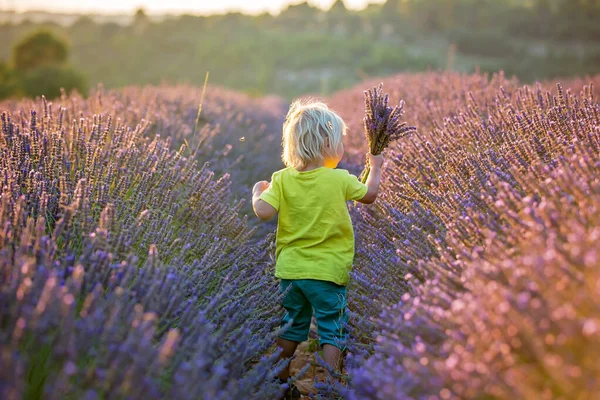 Niedliches Kleines Kind Schöner Junge Spielt Lavendelfeld Bei Sonnenuntergang — Stockfoto