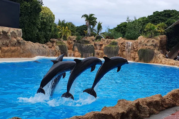 Delfines Saltando Una Piscina Espectáculo — Foto de Stock