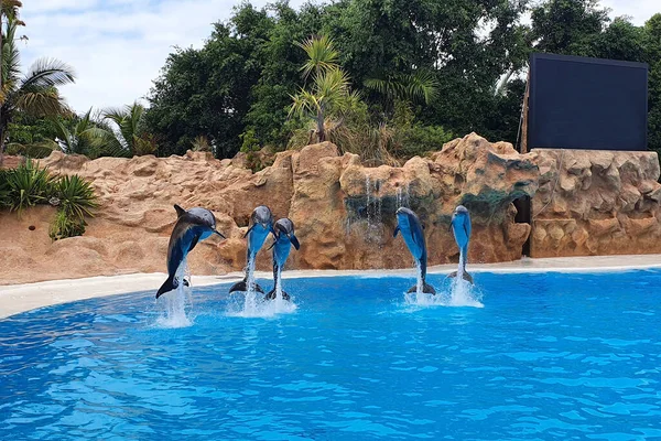 Dolphins jumping in a pool, show