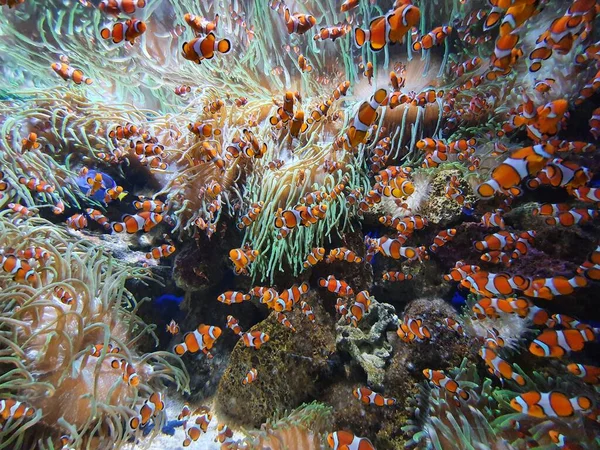 Escuela Peces Anémona Peces Payaso Arrecife Coral — Foto de Stock