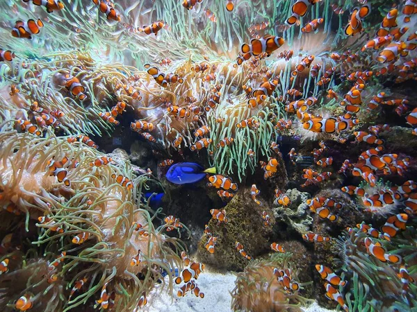 Escuela Peces Anémona Peces Payaso Arrecife Coral — Foto de Stock