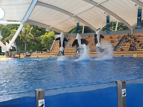 Dauphins Sautant Dans Une Piscine Spectacle — Photo