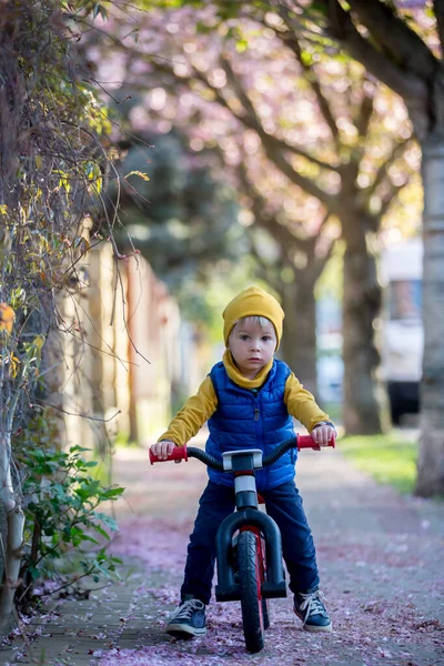 Barn Leka Gatan Med Blommande Rosa Körsbärsträd Vid Solnedgången Cykla — Stockfoto