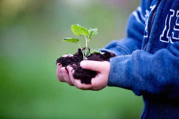 Руки Ребенка Держат Растение Почвой Фоне Земли — стоковое фото