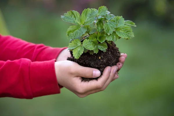 Kinderhände Halten Pflanze Mit Erde Auf Der Erde — Stockfoto