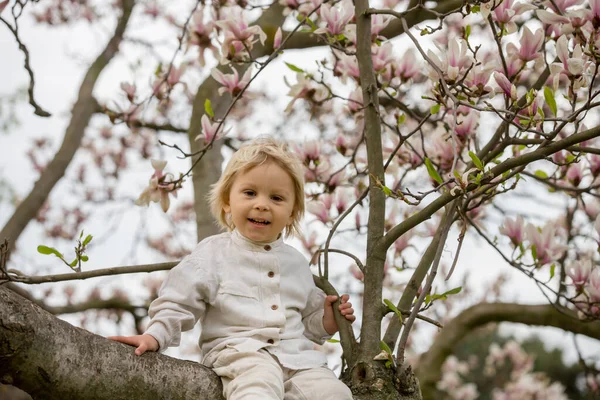 Kind Jongen Het Voorjaarspark Met Bloeiende Magnolia Bomen Bij Zonsondergang — Stockfoto