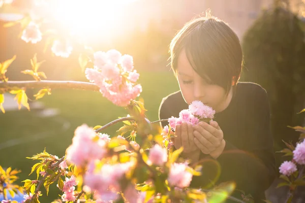 Söt Skolpojke Står Bredvid Ett Blommande Träd Vid Solnedgången Parken — Stockfoto