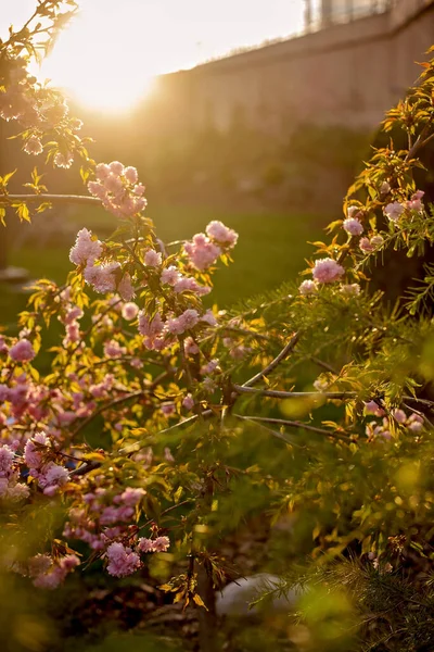 Sweet School Boy Standing Next Blooming Tree Sunset Park — Stock Photo, Image