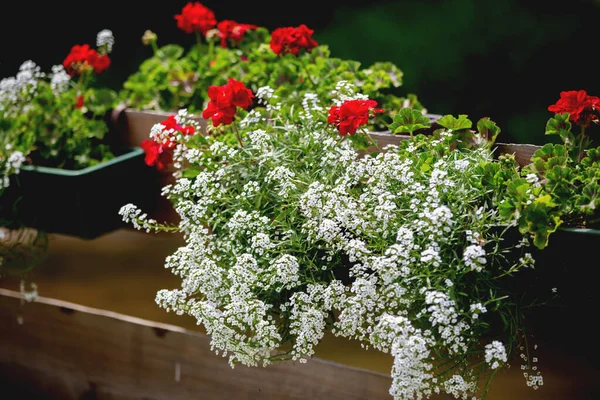 Pot Red White Flowers Fence Garden Summertime — Stock Photo, Image