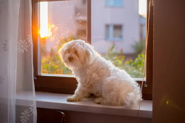 Söt Småbarn Sitter Med Sällskapsdjur Hund Fönstret Solnedgången Hemma — Stockfoto