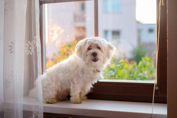 Söt Småbarn Sitter Med Sällskapsdjur Hund Fönstret Solnedgången Hemma — Stockfoto