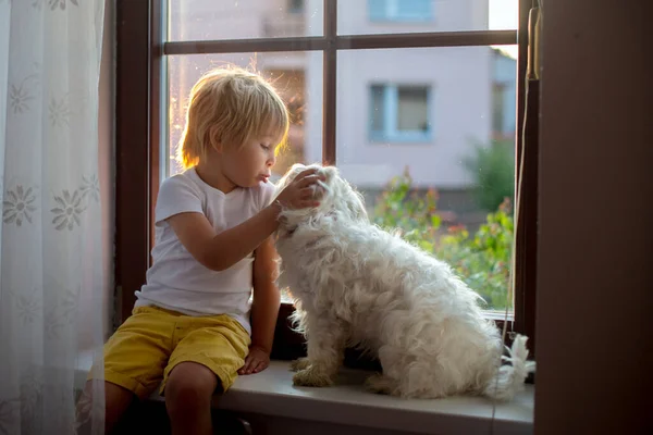 Enfant Tout Petit Mignon Assis Avec Chien Compagnie Sur Fenêtre — Photo