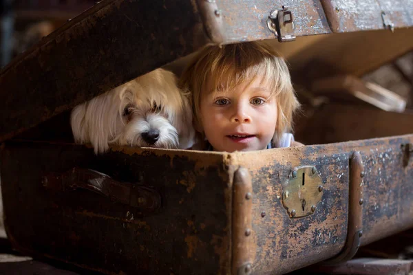 Cute Toddler Child Blond Boy Hiding Big Suitcase Attic Looking — Stock Photo, Image