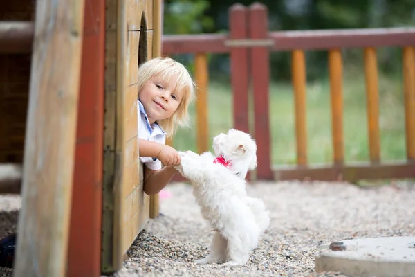 Cute Toddler Child White Maltese Puppy Playing Park Walking Riding — Stock Photo, Image