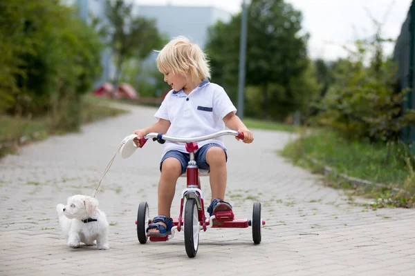 Söt Småbarn Med Vit Maltesisk Valp Leka Parken Och Rida — Stockfoto