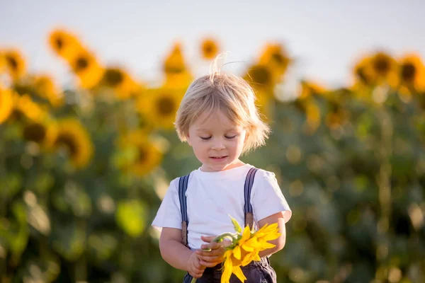 Küçük Çocuk Ayçiçeği Tarlasında Çocuk Gün Batımında Büyük Çiçeklerle Oynuyor — Stok fotoğraf