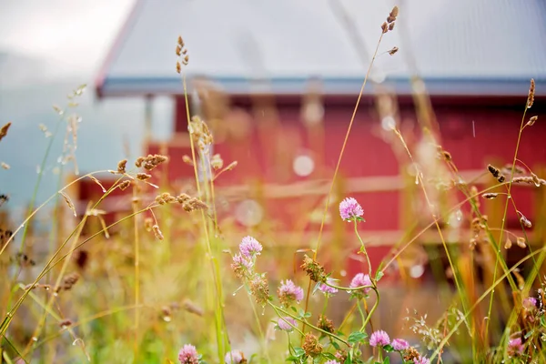 ノルウェーの雨の中で花や背景に雨の日 夏にロフテン村の典型的なルブエ釣りキャビン 伝統的なノルウェーの木造住宅ローラー — ストック写真