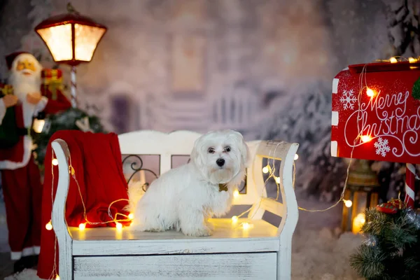 Kleine Witte Maltese Puppy Hond Zittend Bank Kerstsneeuw Buiten — Stockfoto