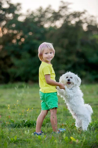 可爱的学龄前儿童 金发男孩 头发上有粉色条纹 日落时和他可爱的恶狗在公园拍照 — 图库照片