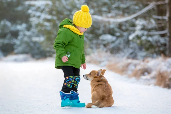 Hermoso Niño Rubio Niño Jugando Con Perro Corgi Cachorro Parque — Foto de Stock