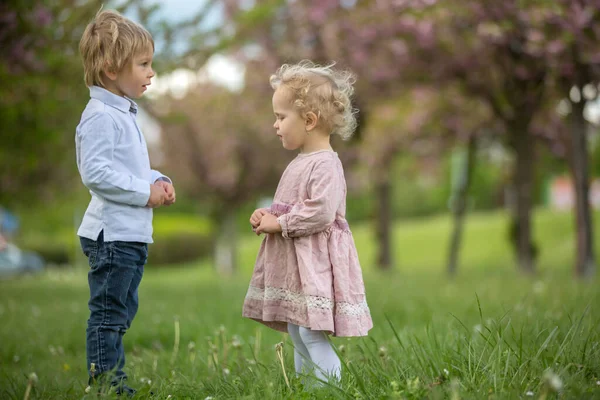 Beautiful Children Toddler Boy Girl Playing Together Cherry Blossom Garden — Stock Photo, Image