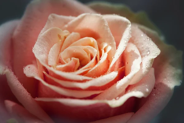 Red and orange rose flower close-up photo with shallow depth of — Stock Photo, Image