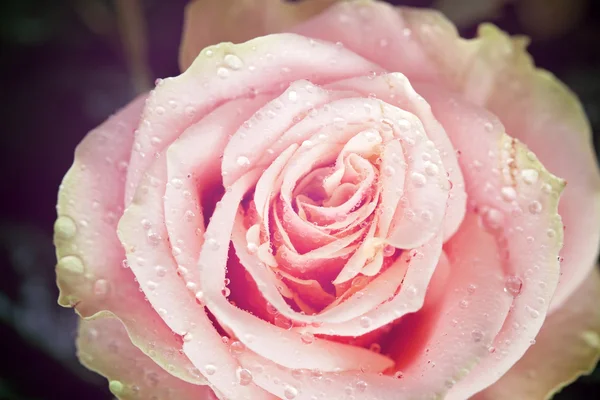 Close-up foto van de rode en oranje roze bloem met ondiepe scherptediepte — Stockfoto