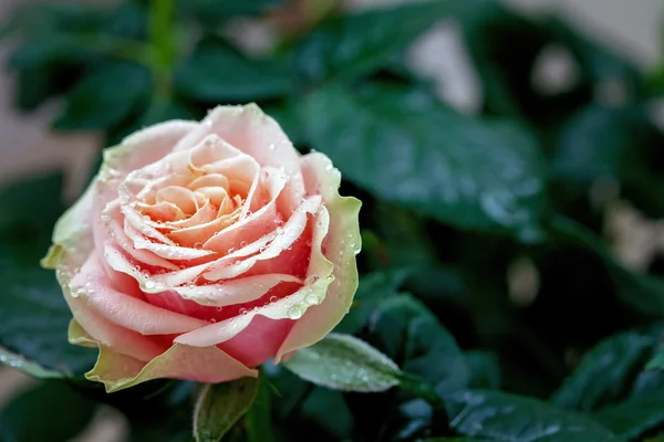 Vermelho e laranja rosa flor close-up foto com profundidade rasa de — Fotografia de Stock