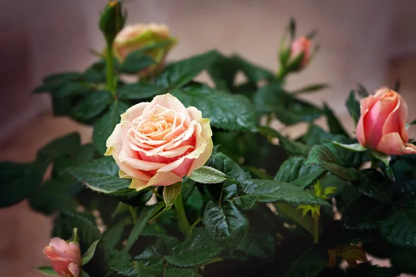 Vermelho e laranja rosa flor close-up foto com profundidade rasa de — Fotografia de Stock