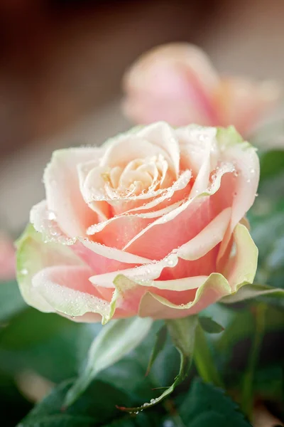 Red and orange rose flower close-up photo with shallow depth of — Stock Photo, Image