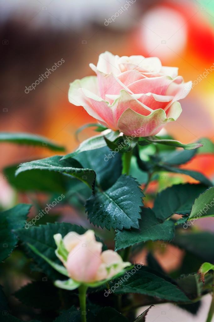 Red and orange rose flower closeup photo with shallow depth of — Stock