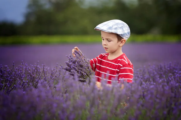 Lilla fashionabla pojke ha kul i lavendel fält — Stockfoto