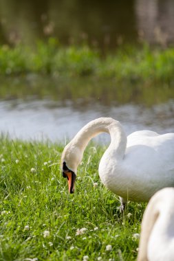 Çim yeme kuğular gölde bir