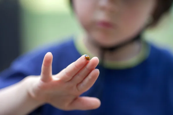 蹒跚学步的可爱小男孩，玩瓢虫 — 图库照片
