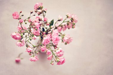 Küçük pembe Gül Vazosu, doku arka plan