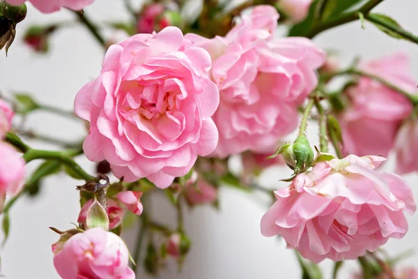 Pequenas rosas rosa em um vaso, fundo de textura — Fotografia de Stock