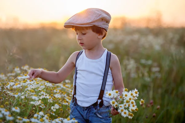 Hermoso niño en el campo de margaritas al atardecer —  Fotos de Stock