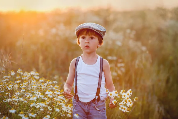Beau petit garçon dans le champ de marguerite au coucher du soleil — Photo