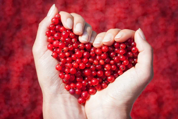 Manos de mujer, sosteniendo grosellas rojas en forma de corazón — Foto de Stock