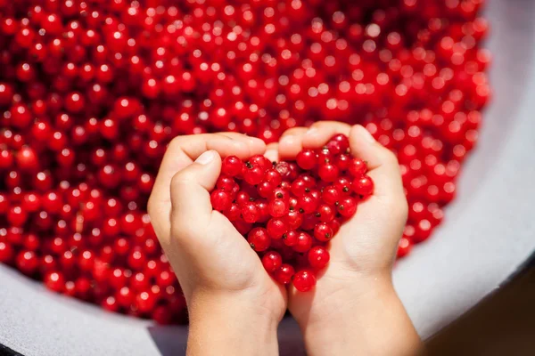 Manos de niño, sosteniendo grosellas rojas en forma de corazón —  Fotos de Stock